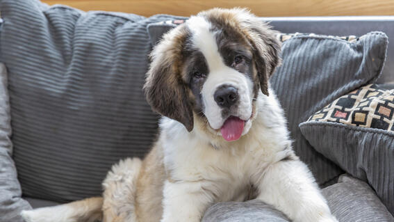 Wish kid Kaelee's dog