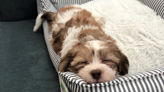 Wish kid Nyla's puppy takes a nap