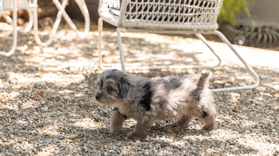 Vaughn puppy 4- Greater LA