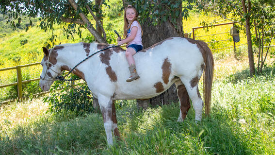 Horse