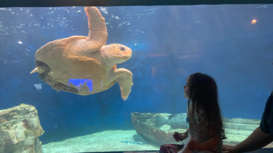 Susanna_Wish_Turtle