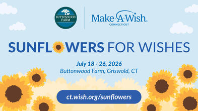 Sunflowers 2026
