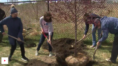 Allison plants trees on the Newburyport rail trail.